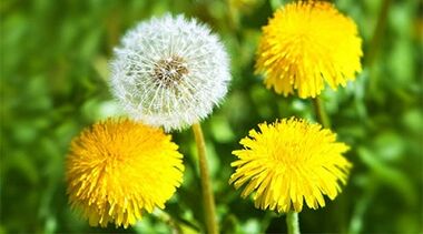 métodos para eliminar papilomas usando remedios caseros