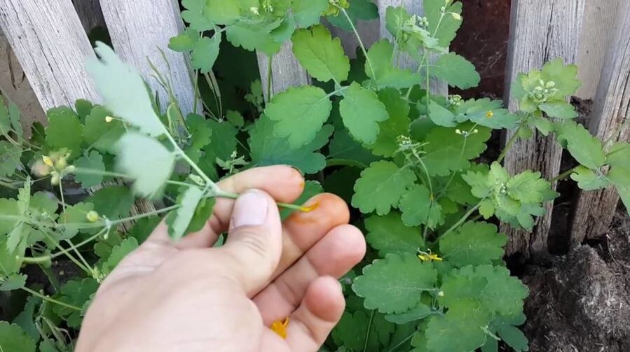 jugo de hierba celidonia para eliminar papilomas